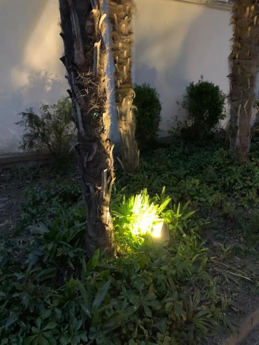 At Home 128 : Little Garden In The City Turin Bagian luar foto